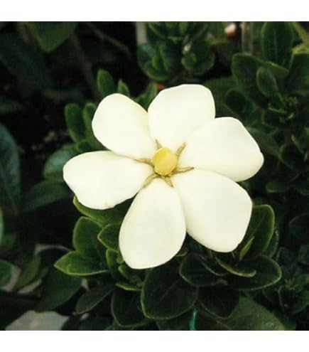 Amazon.co.jp: クチナシ 苗 姫クチナシ 斑入り 2.5～3.5号 くちなし